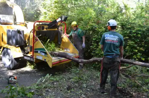 tree services Anchor Point